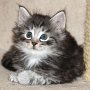 Sirith, 6 weeks