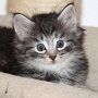 Sirith, 6 weeks