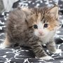 Tora, 4 weeks