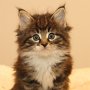 Tahoma, 6 weeks