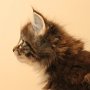 Tahoma, 6 weeks