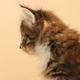 Talya, 6 weeks