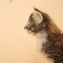Timea, 6 weeks