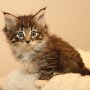 Timea, 6 weeks