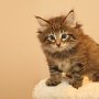 Tobiasse, 6 weeks