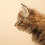 Tobiasse, 6 weeks