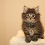 Torak, 6 weeks