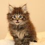 Torak, 6 weeks
