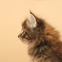 Torak, 6 weeks
