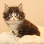 Ture Svanson, 6 weeks