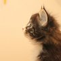Ture Svanson, 6 weeks
