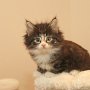 Ture Svanson, 6 weeks