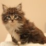 Tahoma, 8 weeks