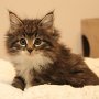 Tahoma, 8 weeks