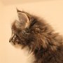 Tahoma, 8 weeks