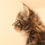 Talya, 8 weeks