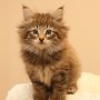 Tobiasse, 8 weeks