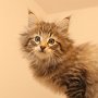 Tobiasse, 8 weeks