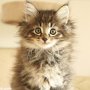 Torak, 8 weeks