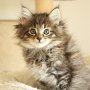 Torak, 8 weeks