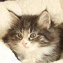 Ture Svanson, 8 weeks