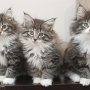 9 weeks