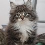 Tahoma, 9 weeks
