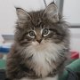 Tahoma, 9 weeks