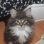 Tahoma, 9 weeks