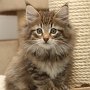 Tobiasse, 9 weeks