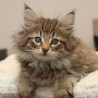 Tobiasse, 9 weeks