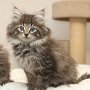 Torak, 9 weeks