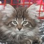 Torak, 9 weeks