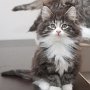 Ture Svanson, 9 weeks