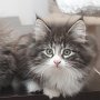 Ture Svanson, 9 weeks