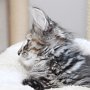 Ulyne, 10 weeks