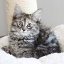 Ulyne, 10 weeks