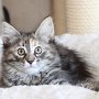 Ulyne, 10 weeks