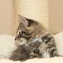 Umya, 10 weeks