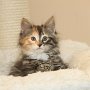 Umya, 10 weeks