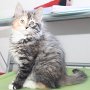 Umya, 10 weeks
