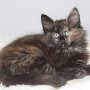 Urkana, 10 weeks
