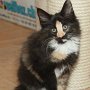 Uccella, 10 weeks