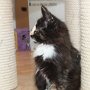 Uccella, 10 weeks