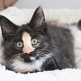 Uccella, 10 weeks