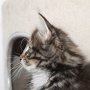 Uxane, 10 weeks