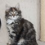 Uxane, 10 weeks