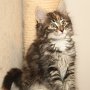 Uxane, 10 weeks