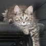 Ulyne, 11 weeks