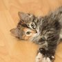 Umya, 11 weeks